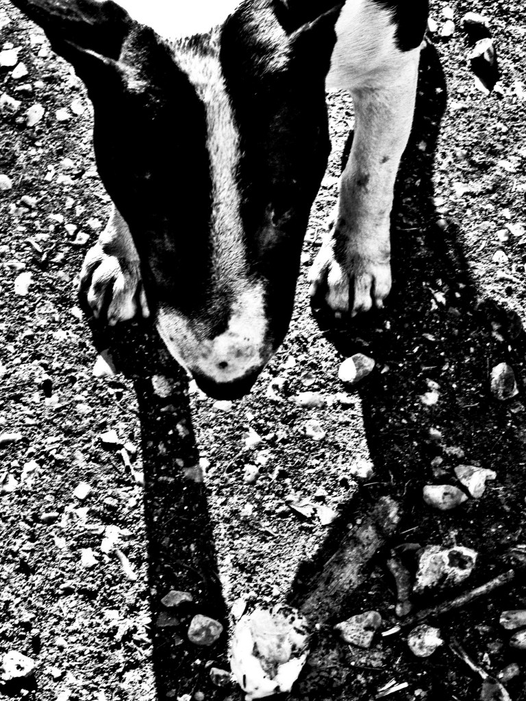 dog eat dog modifié