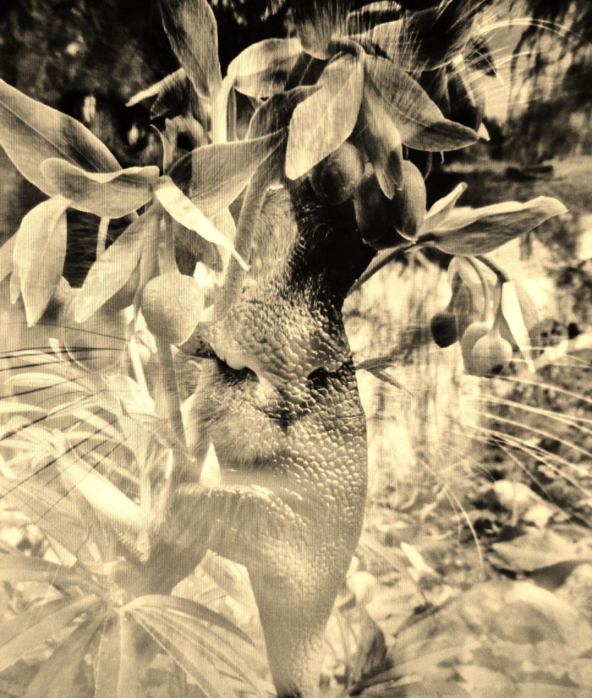 nose